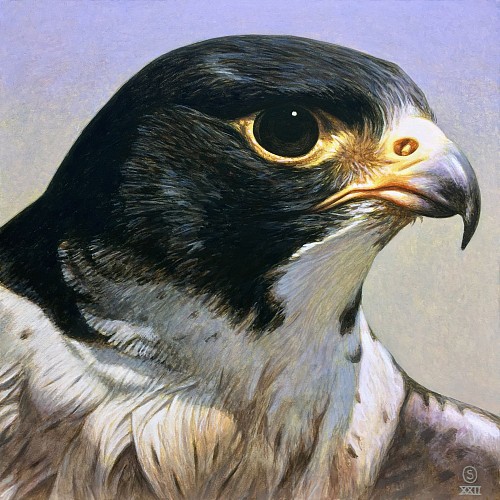 Exhibition: Intimate Animal and Bird Paintings, Work: Focus (Peregrine Falcon), 2022