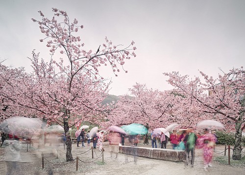 Sakura and Umbrellas, Kyoto, Japan, 2018